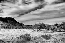 Like a tree in the desert von Jürgen Klust