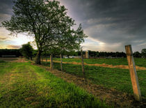 Lonely tree by Scott Smith