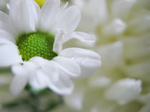 White flower von reorom