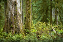 Hoh Rainforest von tgigreeny