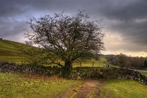 Tree, Wall and Stile von tgigreeny