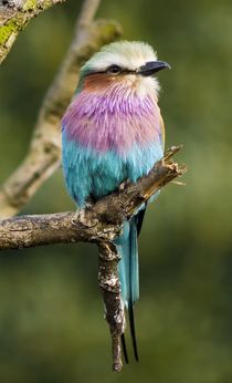 Lilac-Breated Roller by tgigreeny