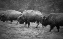 Buffalo in the Snow by tgigreeny