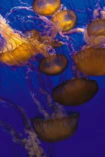 Jellyfish von Julie Hewitt