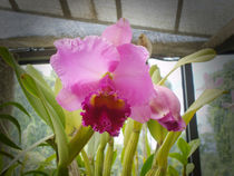 Purple Orchid von reorom
