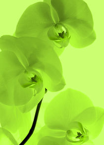 Orchideen Kunst Grün von Falko Follert