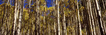 Aspen trees in autumn, Colorado, USA by Panoramic Images