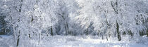  Winter, Forest, Yosemite National Park, California, USA von Panoramic Images