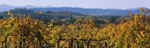 High Angle View Of A Field, Alexander Valley, Napa, California, USA von Panoramic Images