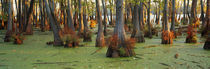 Bald cypress trees (Taxodium disitchum) in a forest, Illinois, USA by Panoramic Images