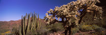 Organ Pipe cacti, Organ Pipe Cactus National Monument, Arizona, USA von Panoramic Images