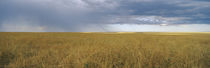 Clouds over a landscape, Masai Mara National Reserve, Kenya von Panoramic Images