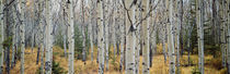 Aspen trees in a forest, Alberta, Canada von Panoramic Images