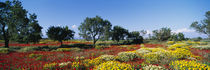 Almond trees in a field, Poppy Meadow, Majorca, Spain by Panoramic Images