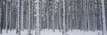 Snow covered trees in a forest, Austria von Panoramic Images