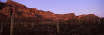 Cacti on a landscape, Organ Pipe Cactus National Monument, Arizona, USA von Panoramic Images