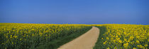 Dirt road running through an oilseed rape field, Germany by Panoramic Images