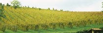 Vineyard, Apennines, Emilia-Romagna, Italy von Panoramic Images