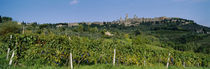 Low Angle View Of A Vineyard, San Gimignano, Tuscany, Italy by Panoramic Images