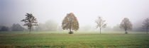 Fog covered trees in a field, Baden-Wurttemberg, Germany by Panoramic Images