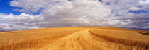  Wheat Field, Washington State, USA von Panoramic Images