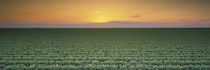 San Joaquin Valley, California, USA by Panoramic Images