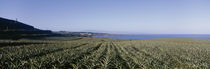 Pineapple field on a landscape, Kapalua, Maui, Hawaii, USA von Panoramic Images