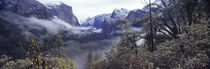 Forest, Yosemite National Park, California, USA von Panoramic Images