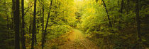 Dirt road passing through a forest, Vermont, USA by Panoramic Images