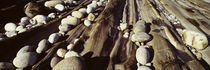 Close-up of stones, Pemaquid, Massachusetts, USA von Panoramic Images