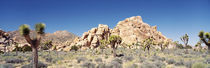 Joshua Tree National Monument, California, USA by Panoramic Images