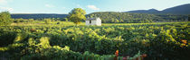 Vineyard Provence France by Panoramic Images