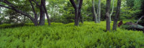 Trees in a forest, North Carolina, USA von Panoramic Images