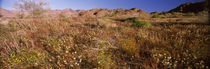 Wildflowers in a field, Anza Borrego Desert State Park, California, USA by Panoramic Images