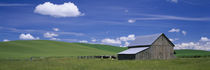 Cows and a barn in a wheat field, Washington State, USA by Panoramic Images