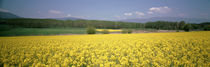 Rape fields Switzerland by Panoramic Images