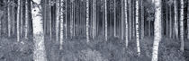 Birch Trees In A Forest, Finland by Panoramic Images