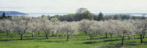 Cherry trees in an orchard, Mission Peninsula, Traverse City, Michigan, USA von Panoramic Images