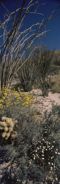 Wildflowers in a field, Anza Borrego Desert State Park, California, USA von Panoramic Images