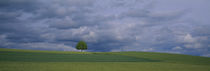 Storm clouds over a field, Zurich Canton, Switzerland von Panoramic Images