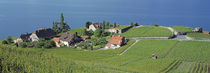 Aerial View Of Vineyards By A Lake, Lake Geneva, Vaud, Switzerland by Panoramic Images