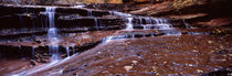 Stream flowing through rocks, North Creek, Zion National Park, Utah, USA by Panoramic Images
