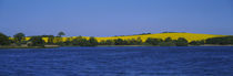 Panorama Print - See vor einem Rapsfeld Schleswig-Holstein, Deutschland von Panoramic Images