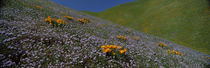 Wildflowers on a hillside, California, USA von Panoramic Images