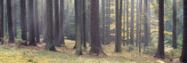 Trees in the forest, South Bohemia, Czech Republic by Panoramic Images