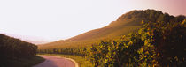 Road passing through vineyards, Weinsberg, Baden-Württemberg, Germany von Panoramic Images