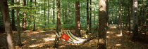 Hammock in a forest, Baden-Wurttemberg, Germany by Panoramic Images