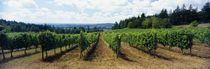  Newberg, Willamette Valley, Oregon, USA von Panoramic Images