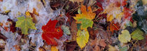 Frost on leaves, Vermont, USA by Panoramic Images