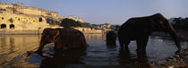 Three elephants in the river, Amber Fort, Jaipur, Rajasthan, India von Panoramic Images